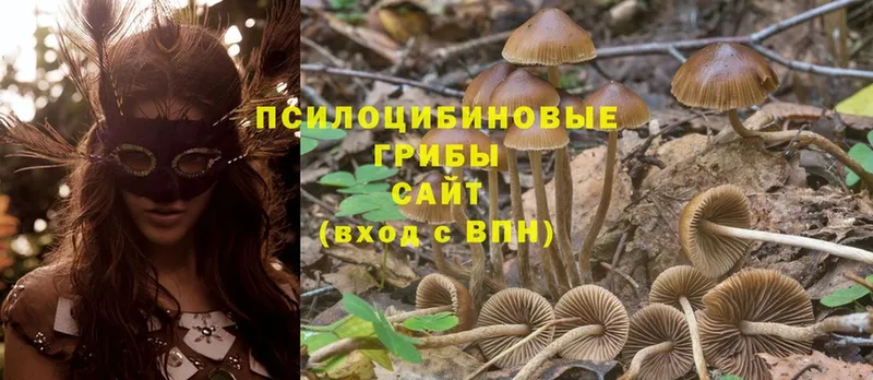 дарк нет клад  Комсомольск  Псилоцибиновые грибы MAGIC MUSHROOMS 